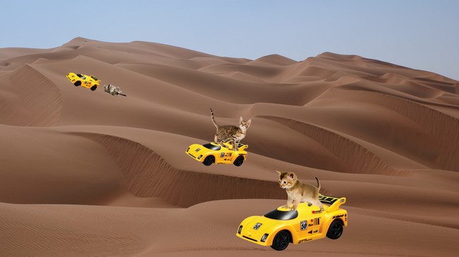 course de chat
